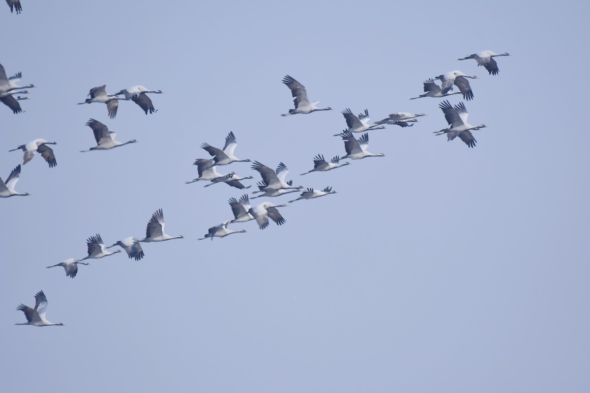 Telli Turna - ML647695003