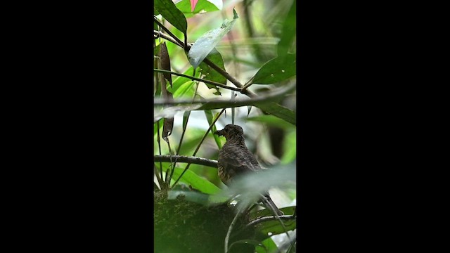Sri Lanka Thrush - ML647695018