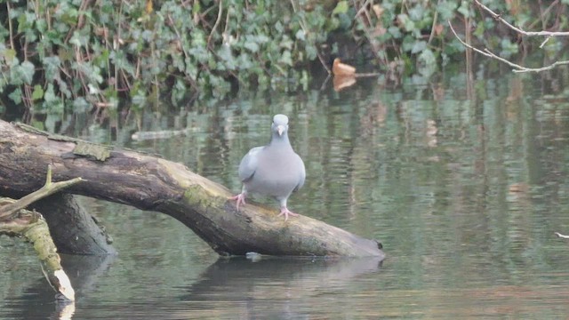 Stock Dove - ML647695020