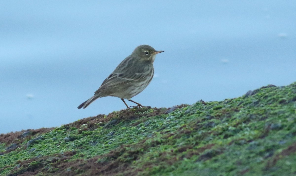Rock Pipit - ML647695048
