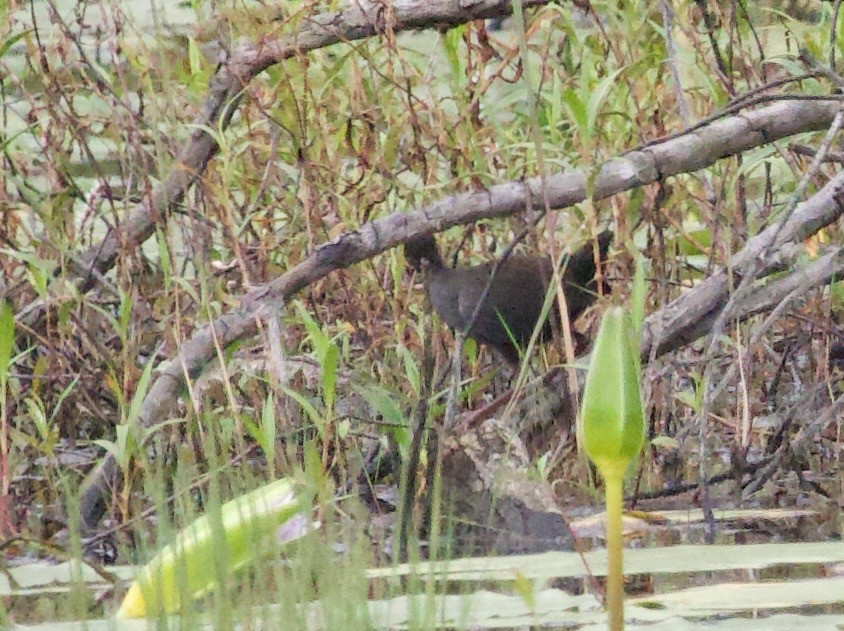 svartrikse - ML647695049