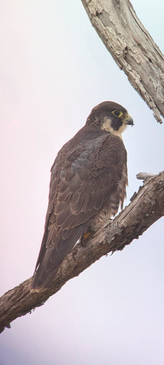 Peregrine Falcon - ML647695064