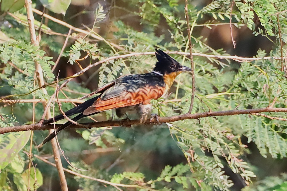 Chestnut-winged Cuckoo - ML647695082