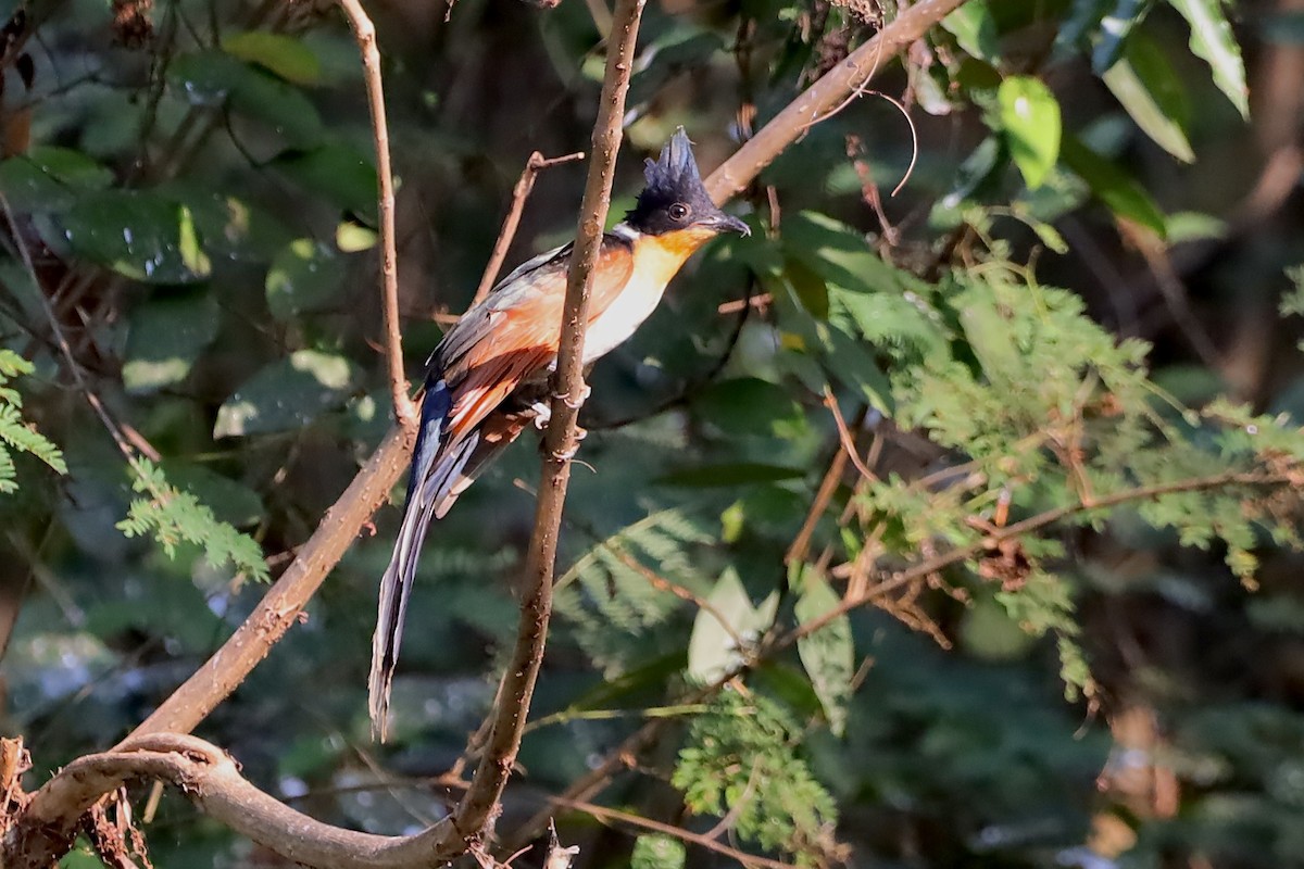 Chestnut-winged Cuckoo - ML647695083