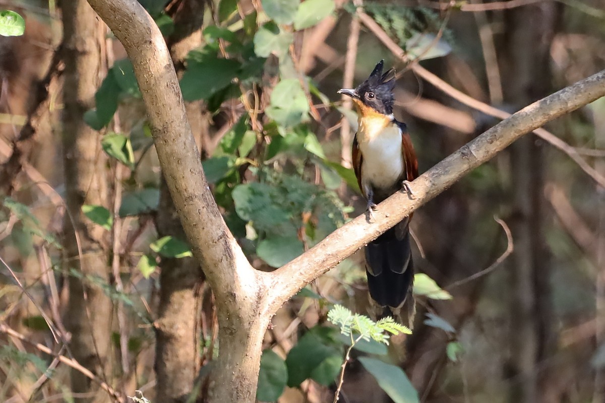 Chestnut-winged Cuckoo - ML647695084