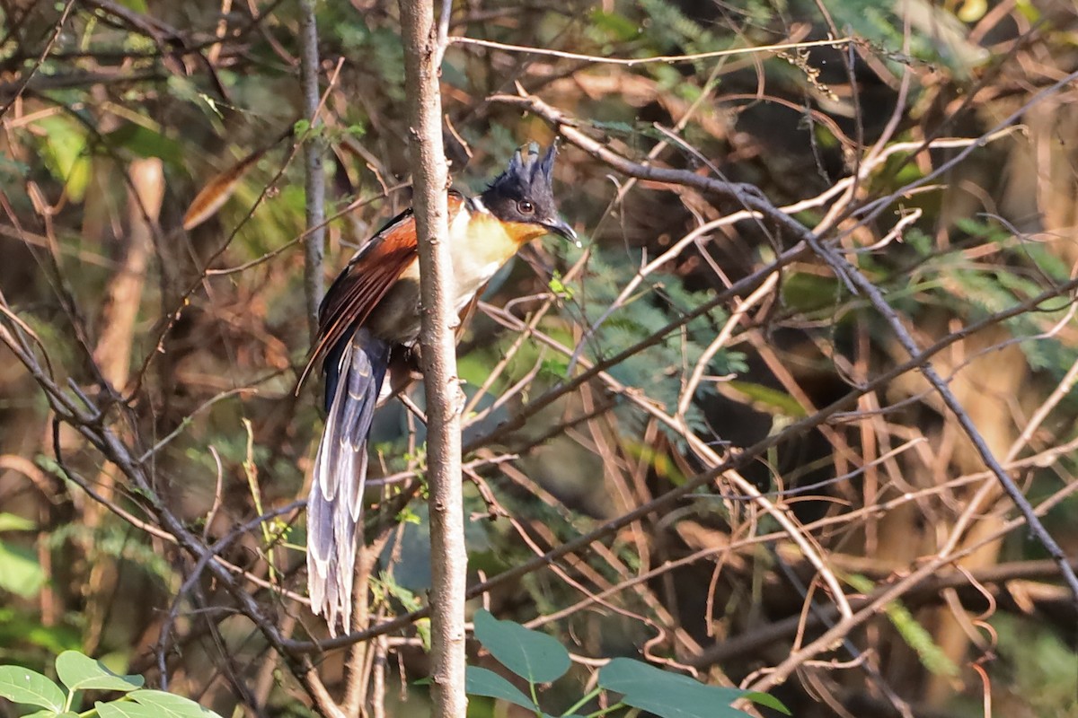 Chestnut-winged Cuckoo - ML647695085