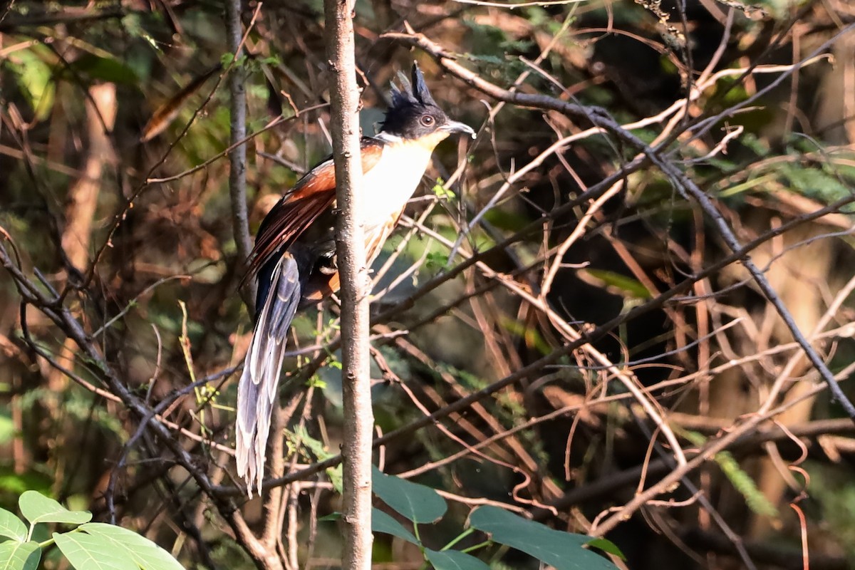 Chestnut-winged Cuckoo - ML647695086