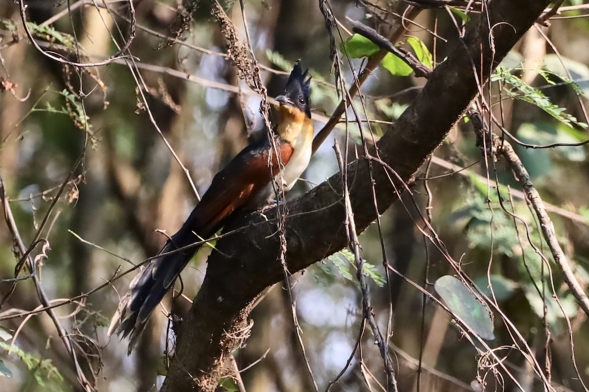Chestnut-winged Cuckoo - ML647695087