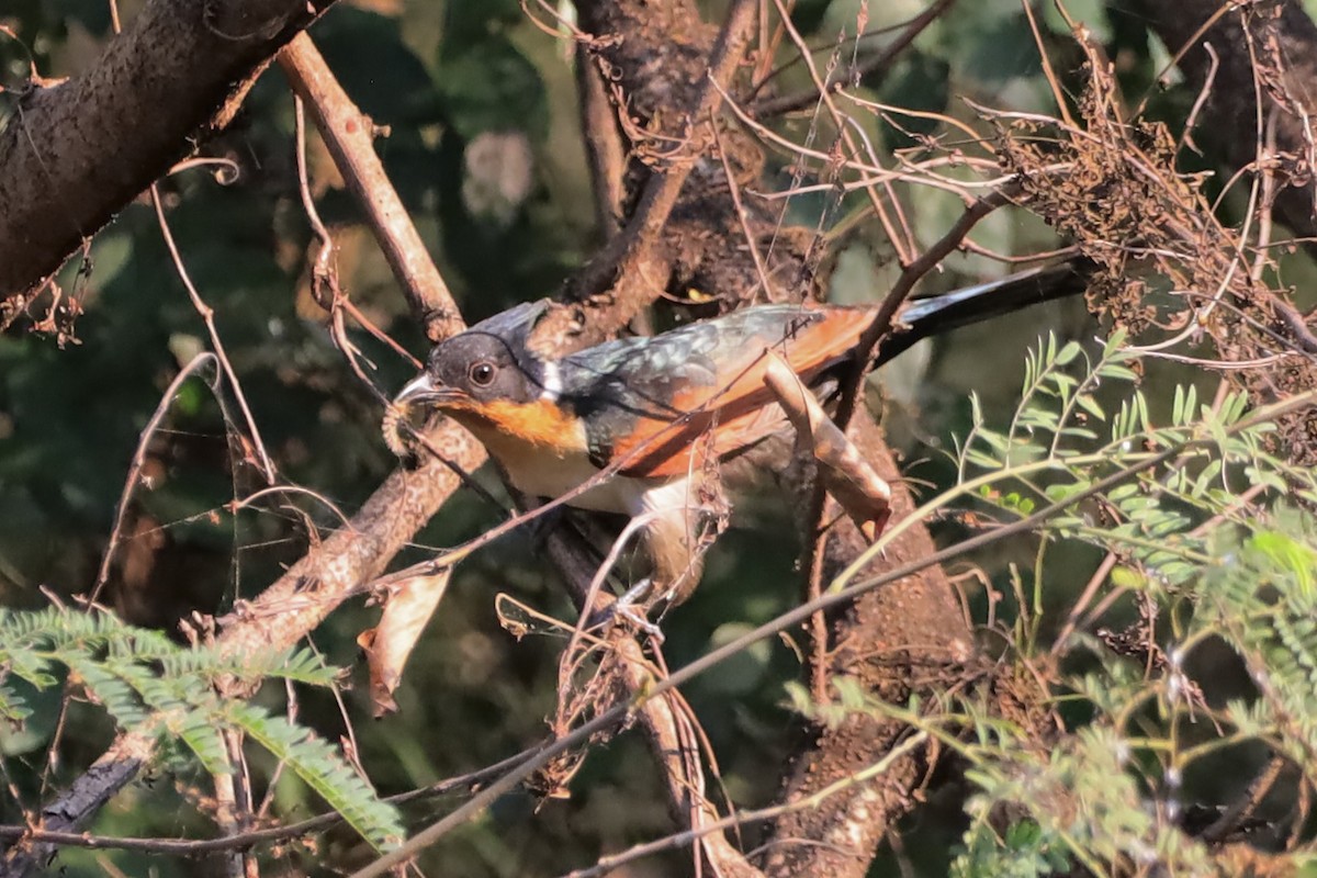 Chestnut-winged Cuckoo - ML647695088