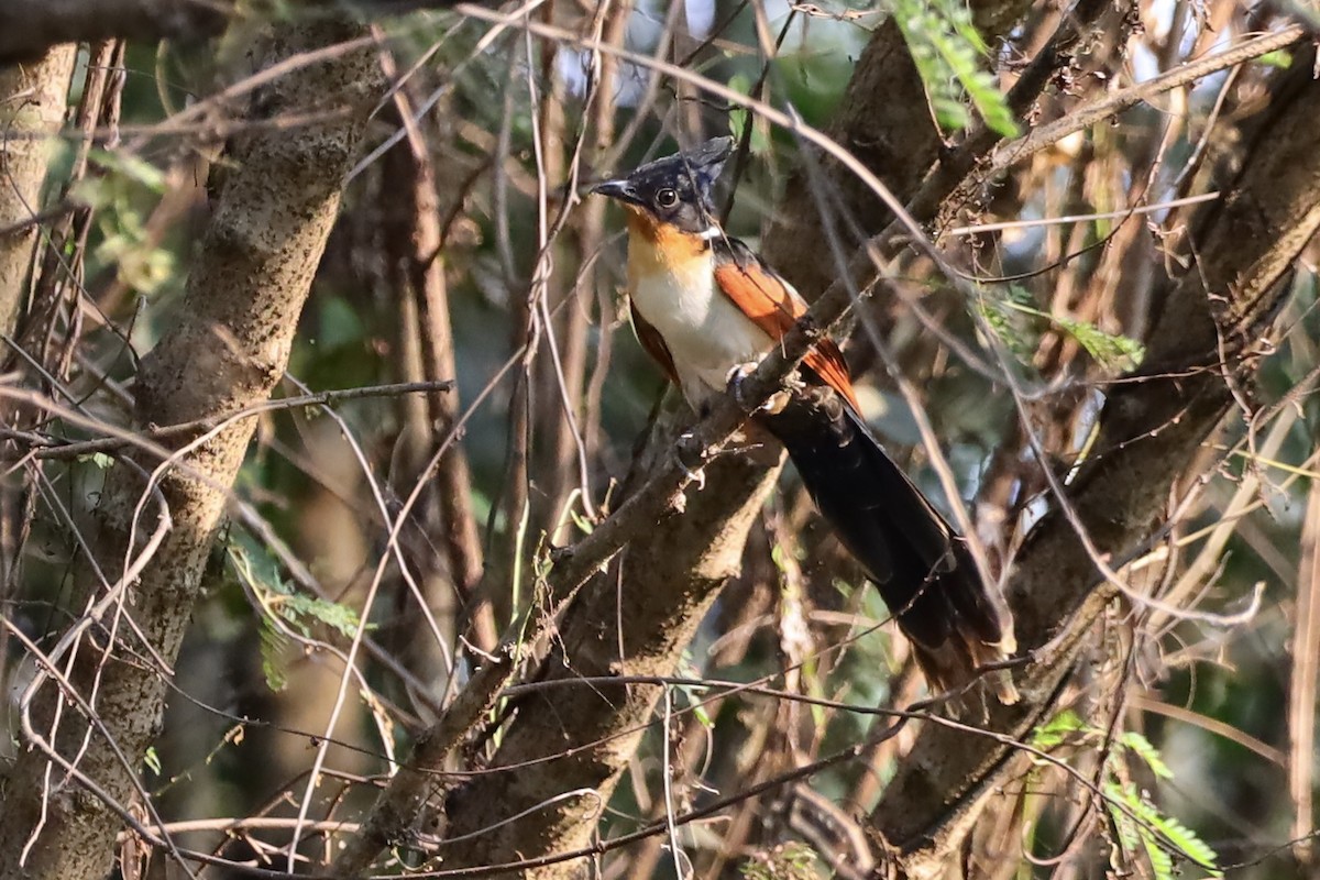 Chestnut-winged Cuckoo - ML647695089