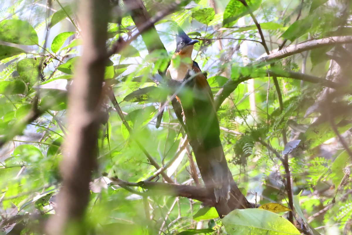 Chestnut-winged Cuckoo - ML647695090