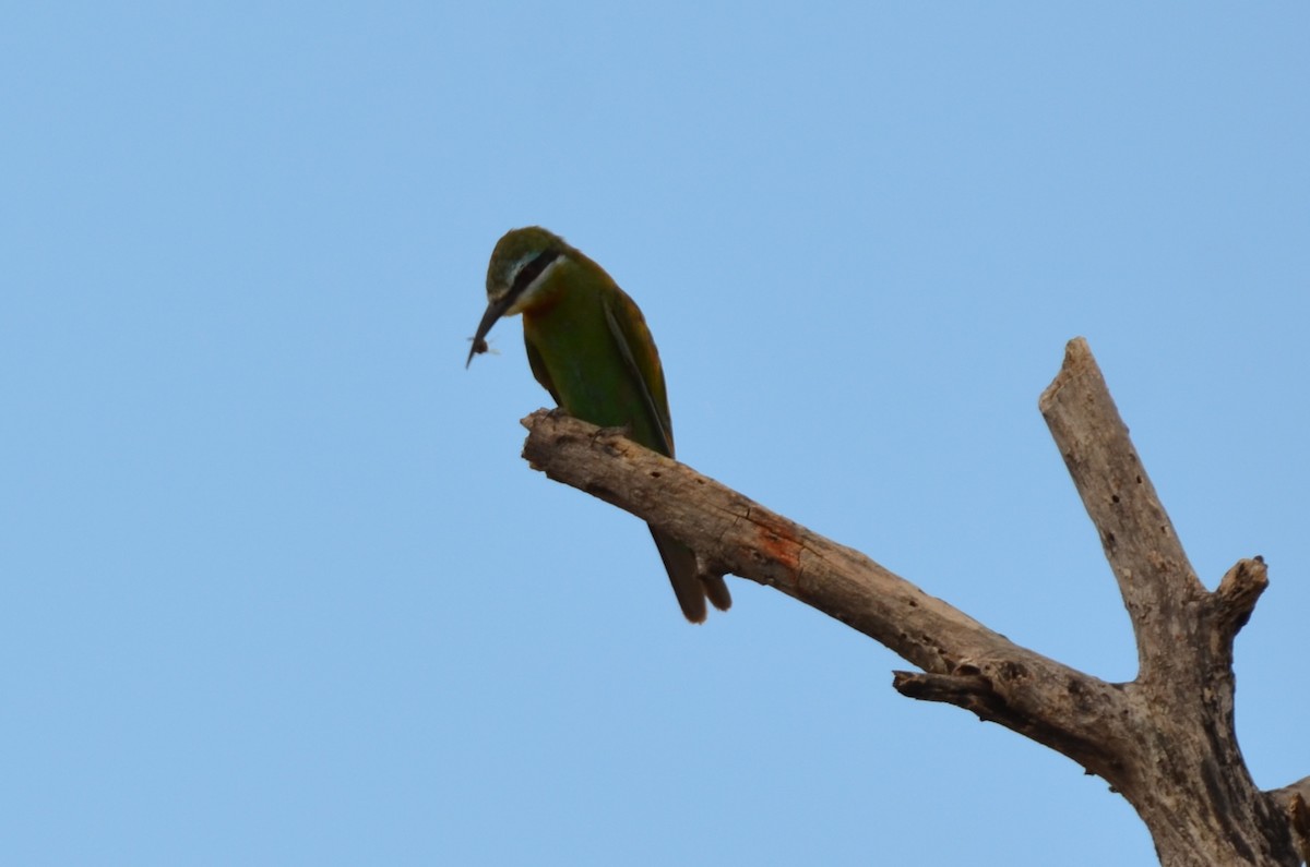 Olive Bee-eater - ML647695102
