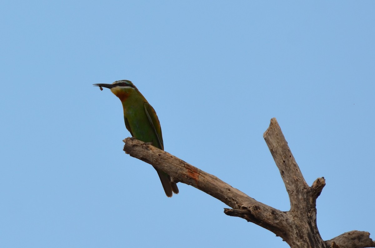Olive Bee-eater - ML647695111