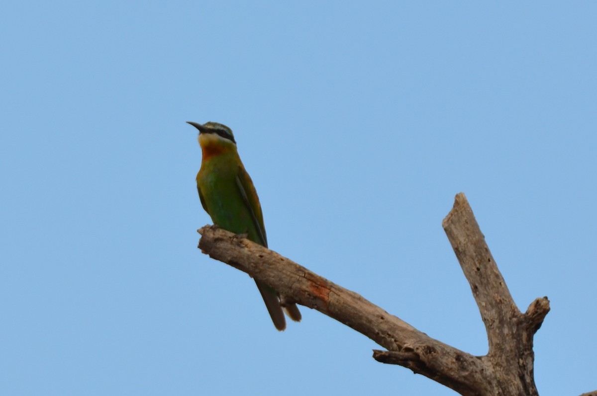 Olive Bee-eater - ML647695113