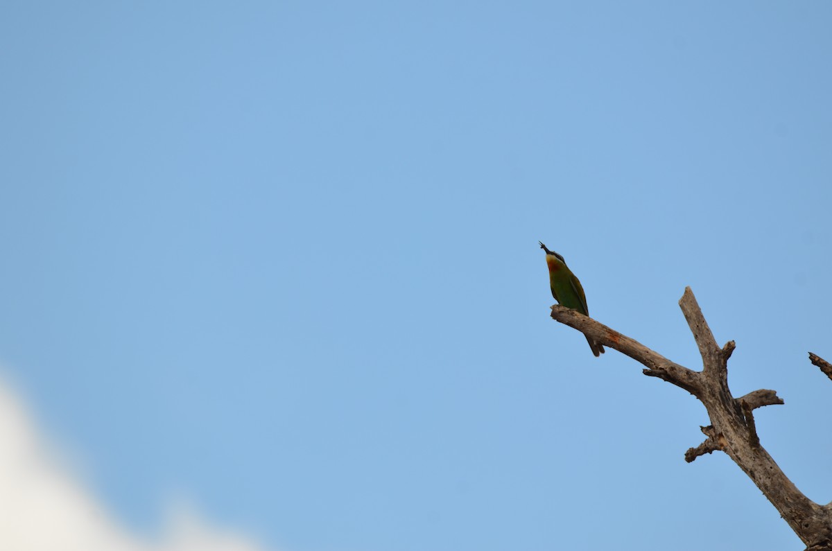 Olive Bee-eater - ML647695114