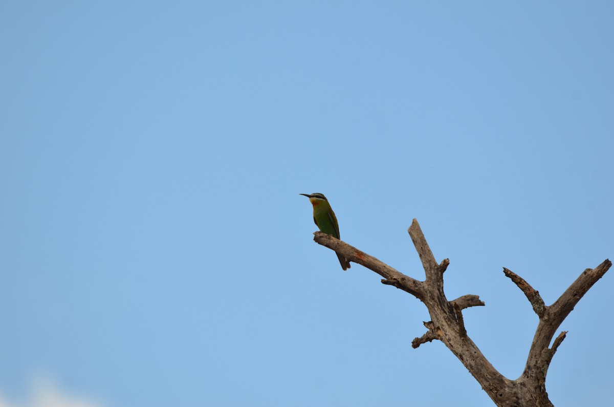 Olive Bee-eater - ML647695115