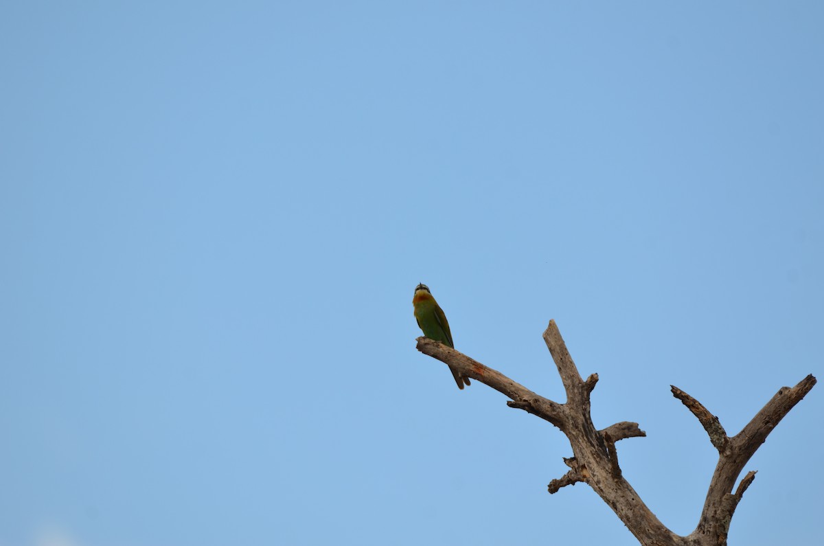 Olive Bee-eater - ML647695116