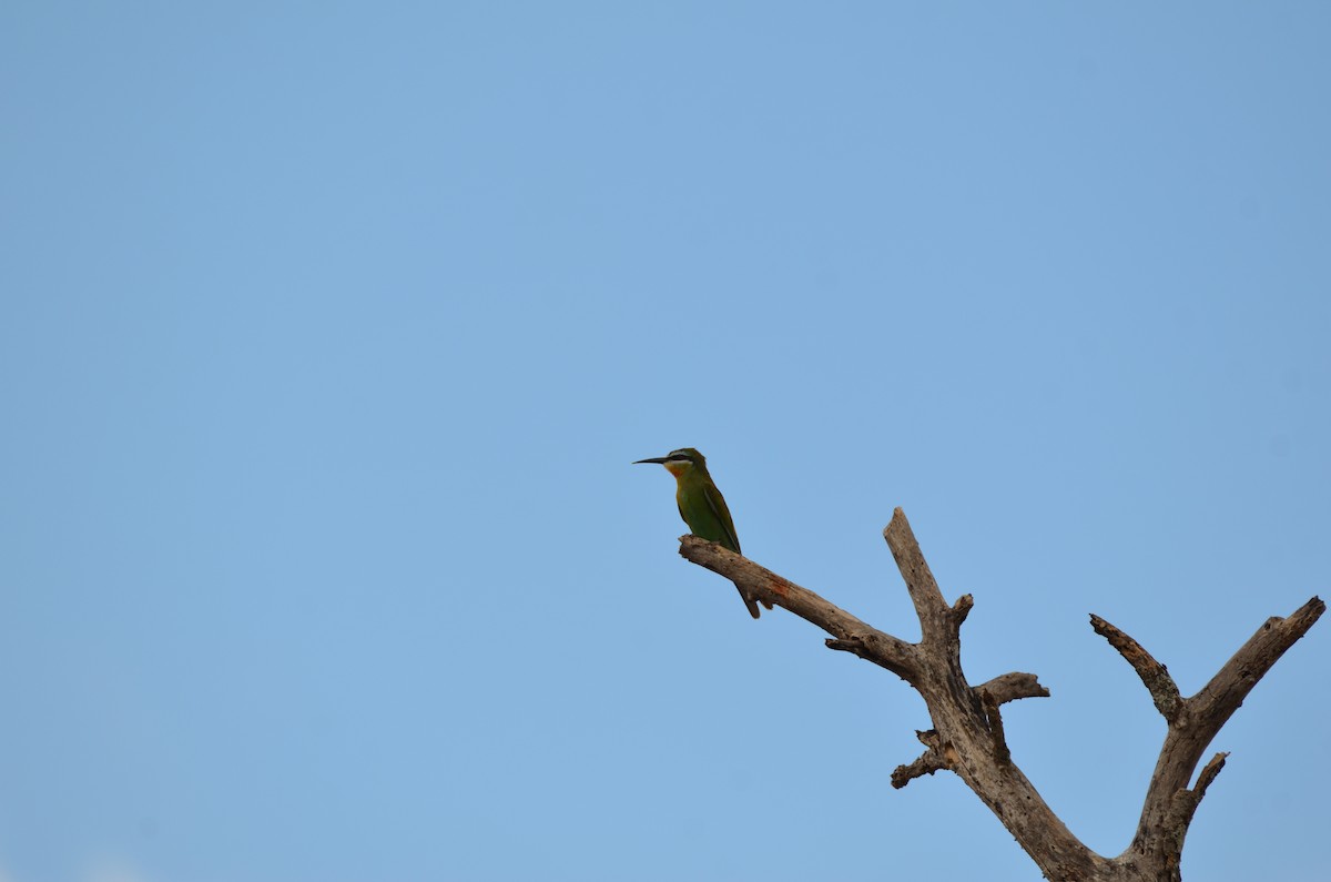 Olive Bee-eater - ML647695117