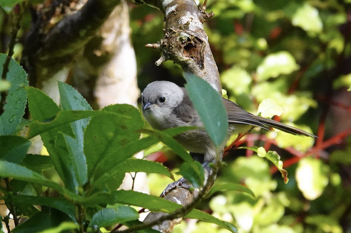 Могуа білоголовий - ML647695118