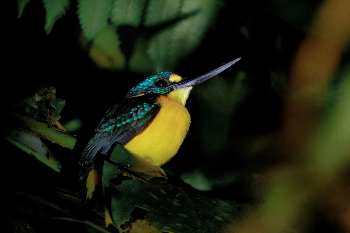 North Solomons Dwarf-Kingfisher (North Solomons) - ML647695153