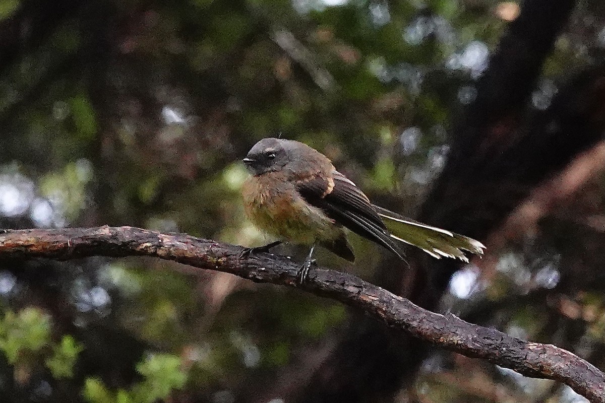 Віялохвістка новозеландська - ML647695158