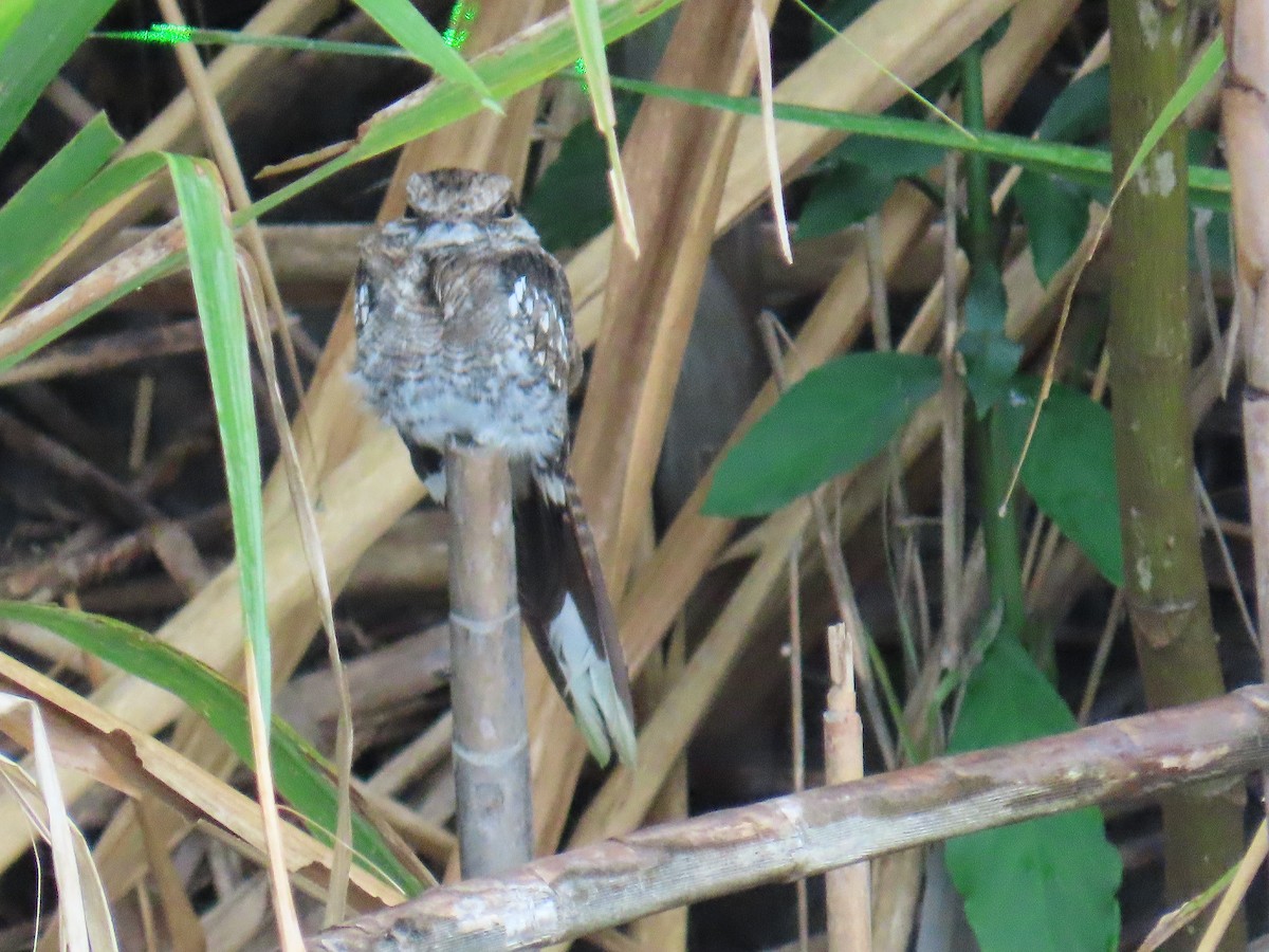 lelek rezavolímcový - ML647695168