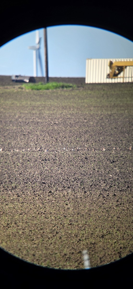 prærielo - ML647695173