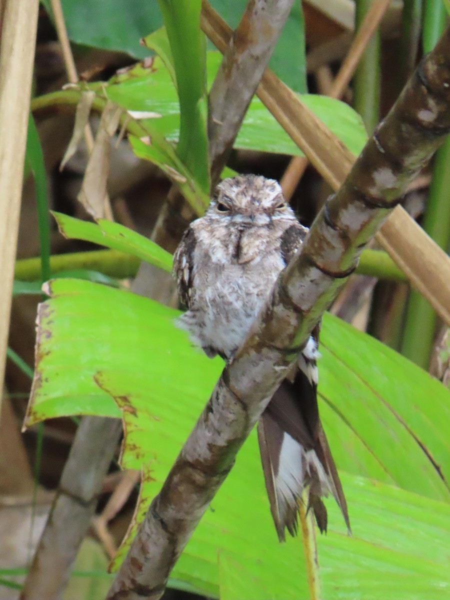 lelek rezavolímcový - ML647695175