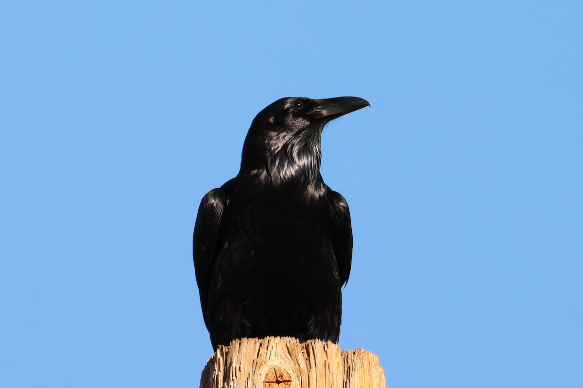 Common Raven - ML647695221