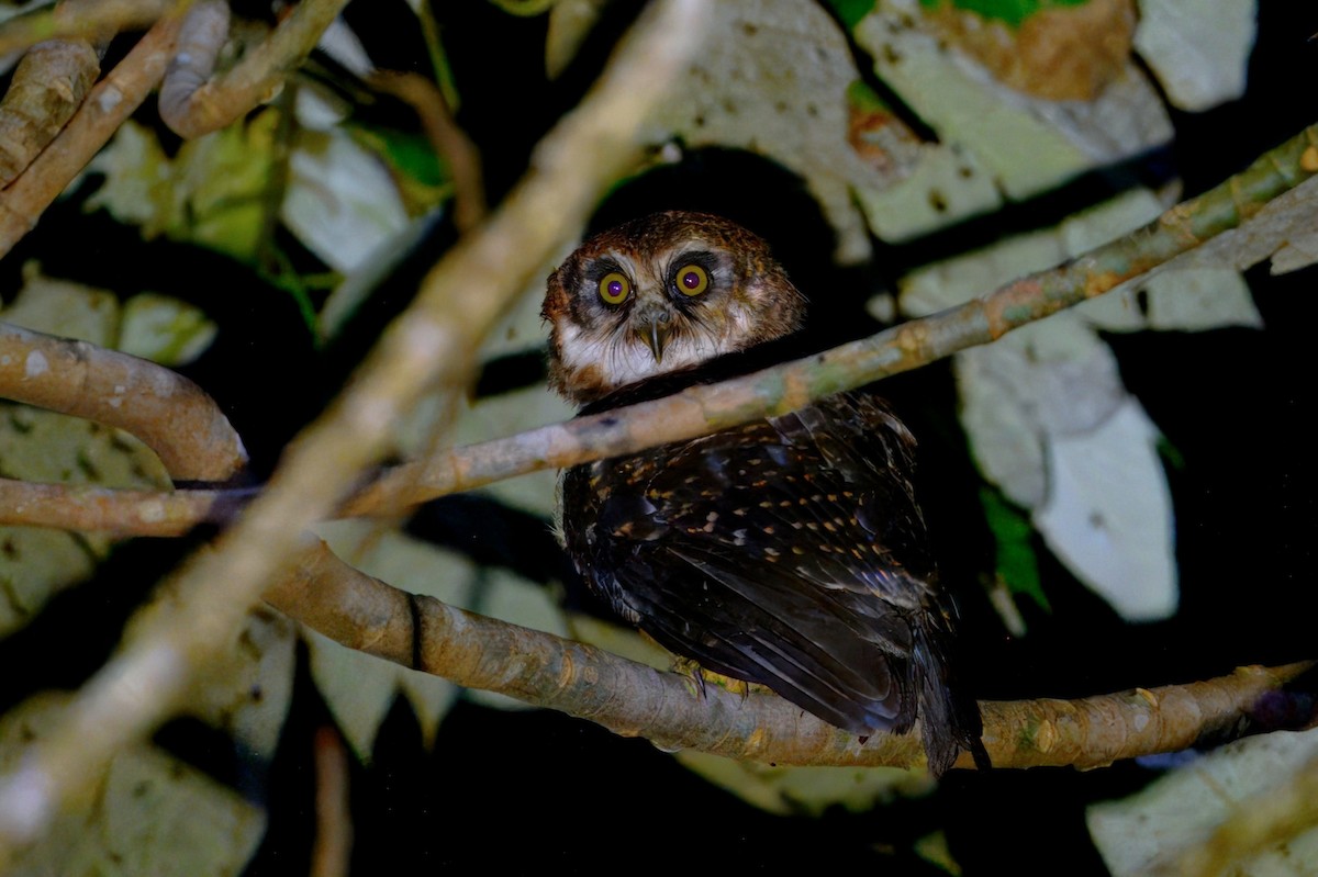 West Solomons Owl - ML647695222