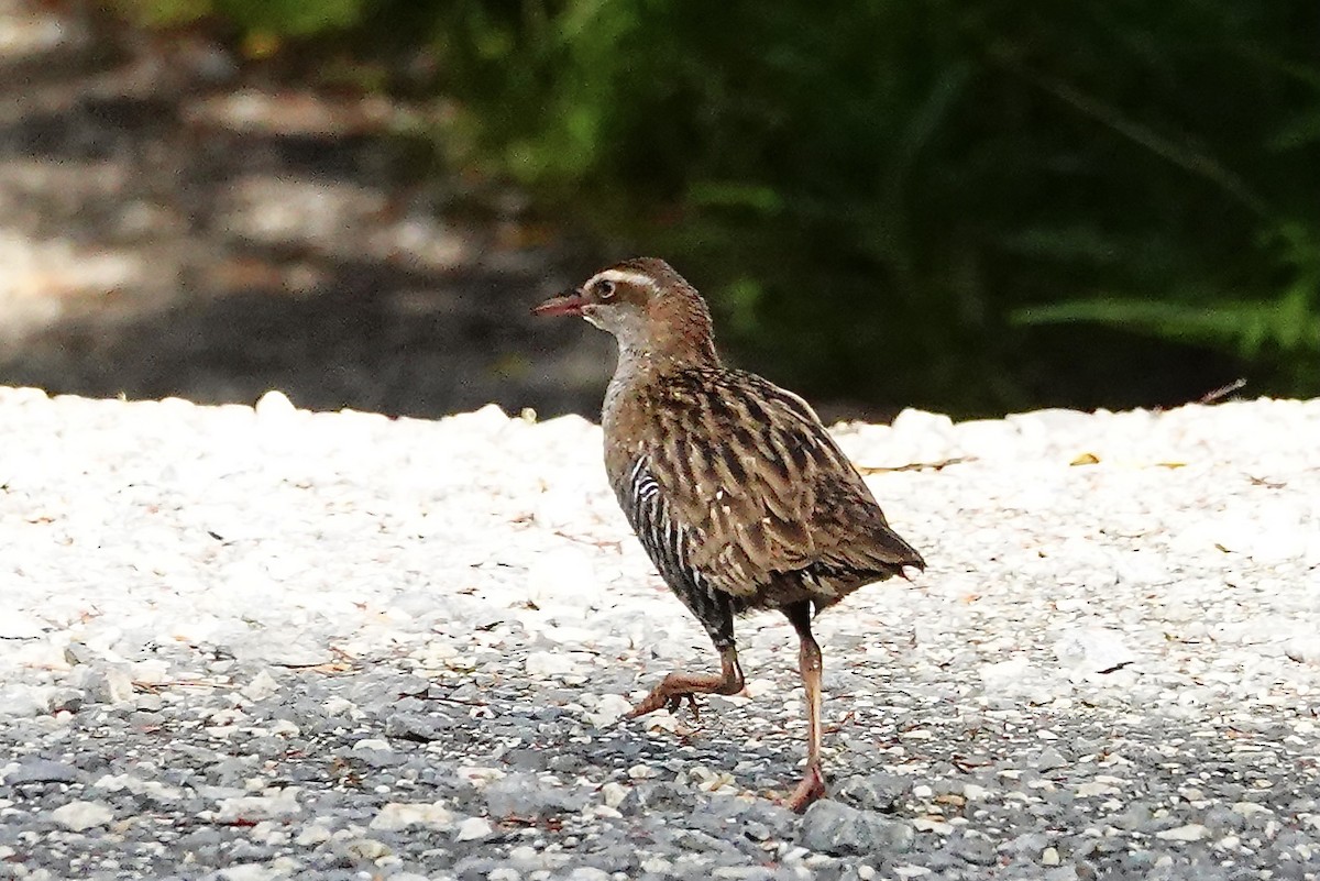 Пастушок смугастий - ML647695229