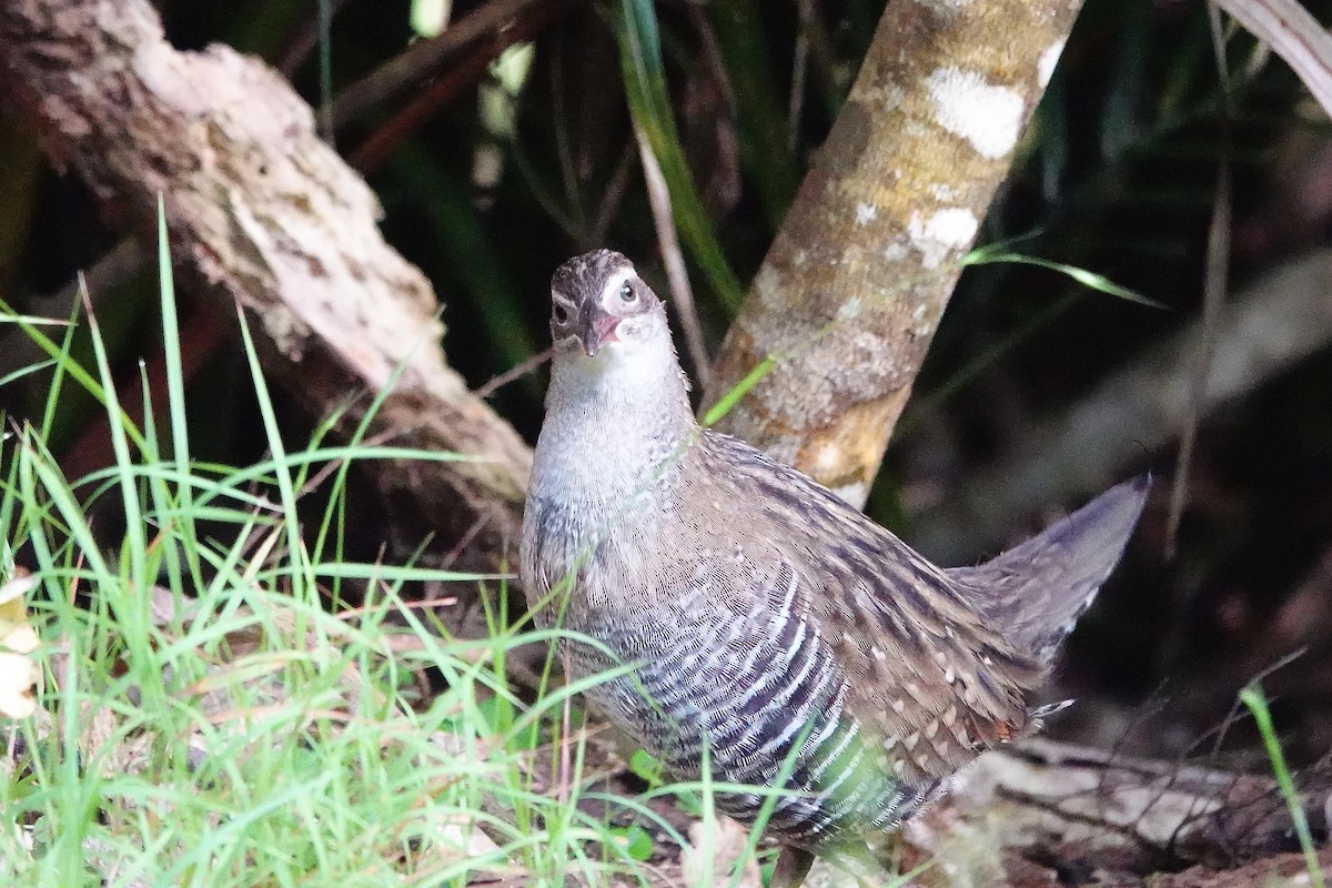 Пастушок смугастий - ML647695230