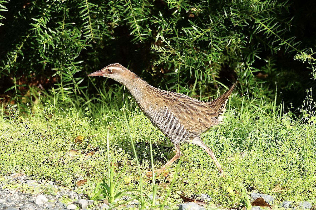 Пастушок смугастий - ML647695231