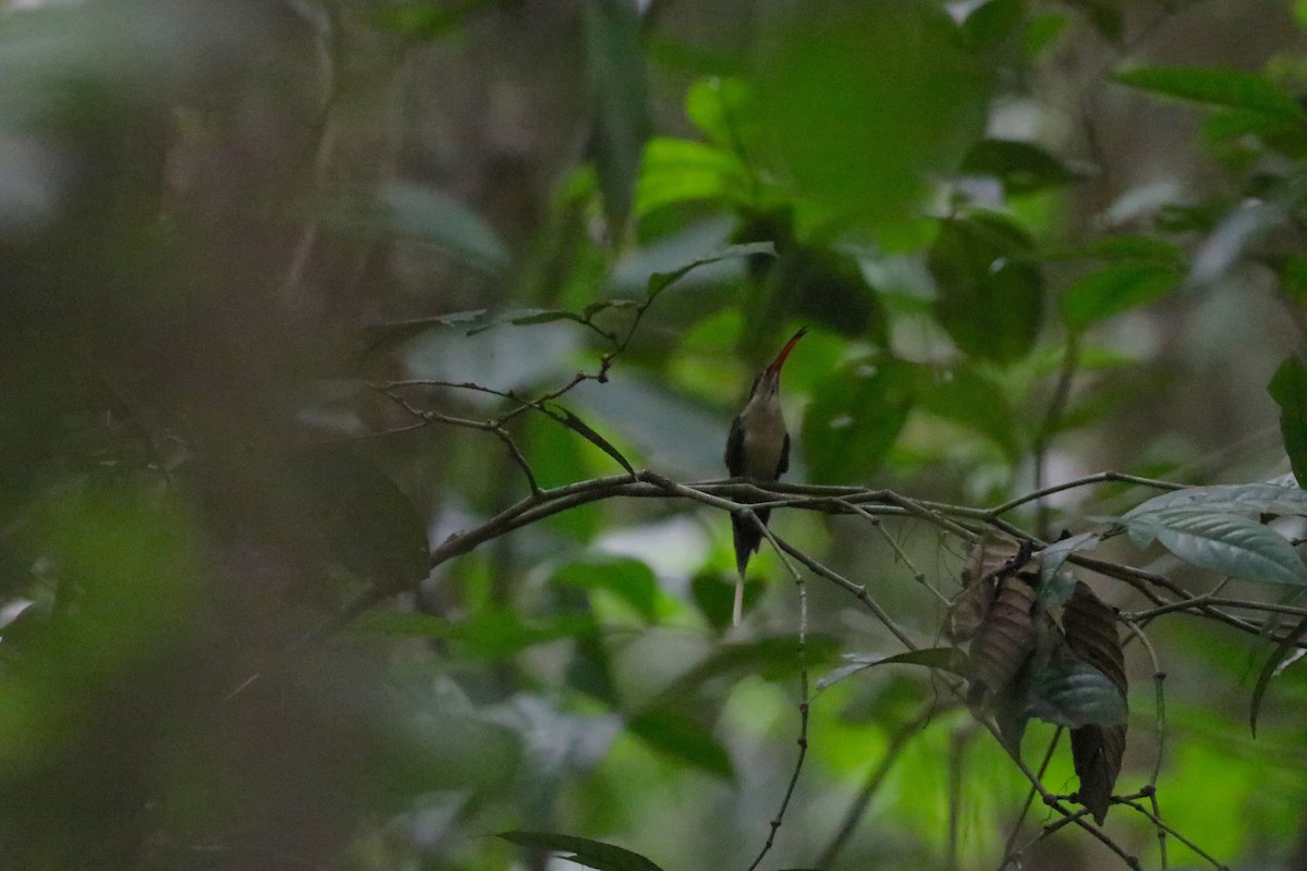 Great-billed Hermit (Amazonian) - ML647695250
