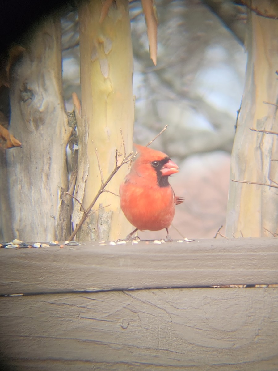 Cardinal rouge - ML647695252