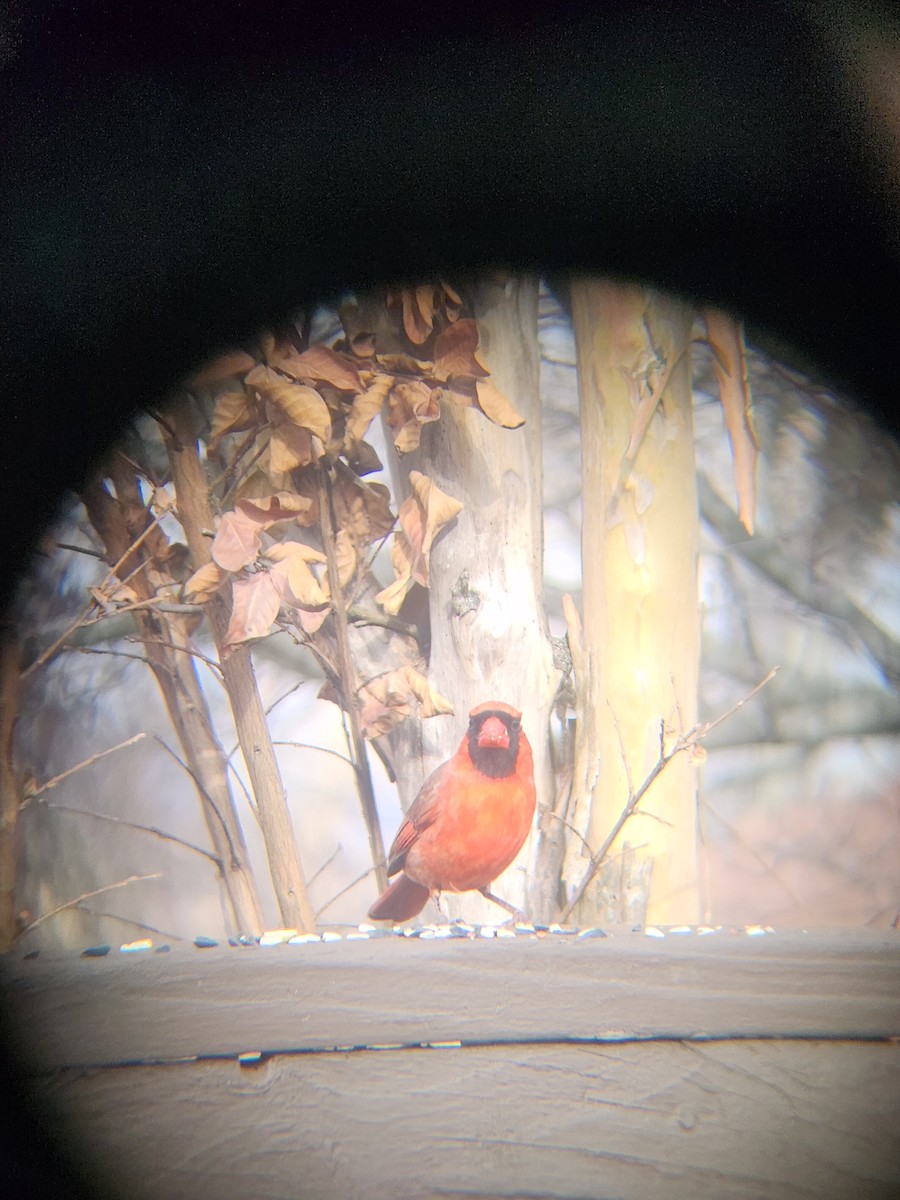 Cardinal rouge - ML647695253