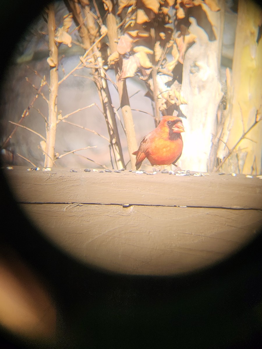 Cardinal rouge - ML647695254