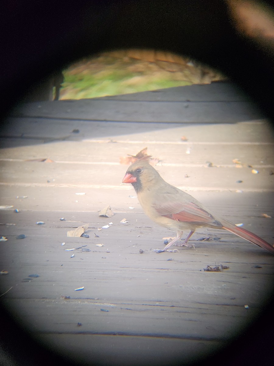 Cardinal rouge - ML647695255