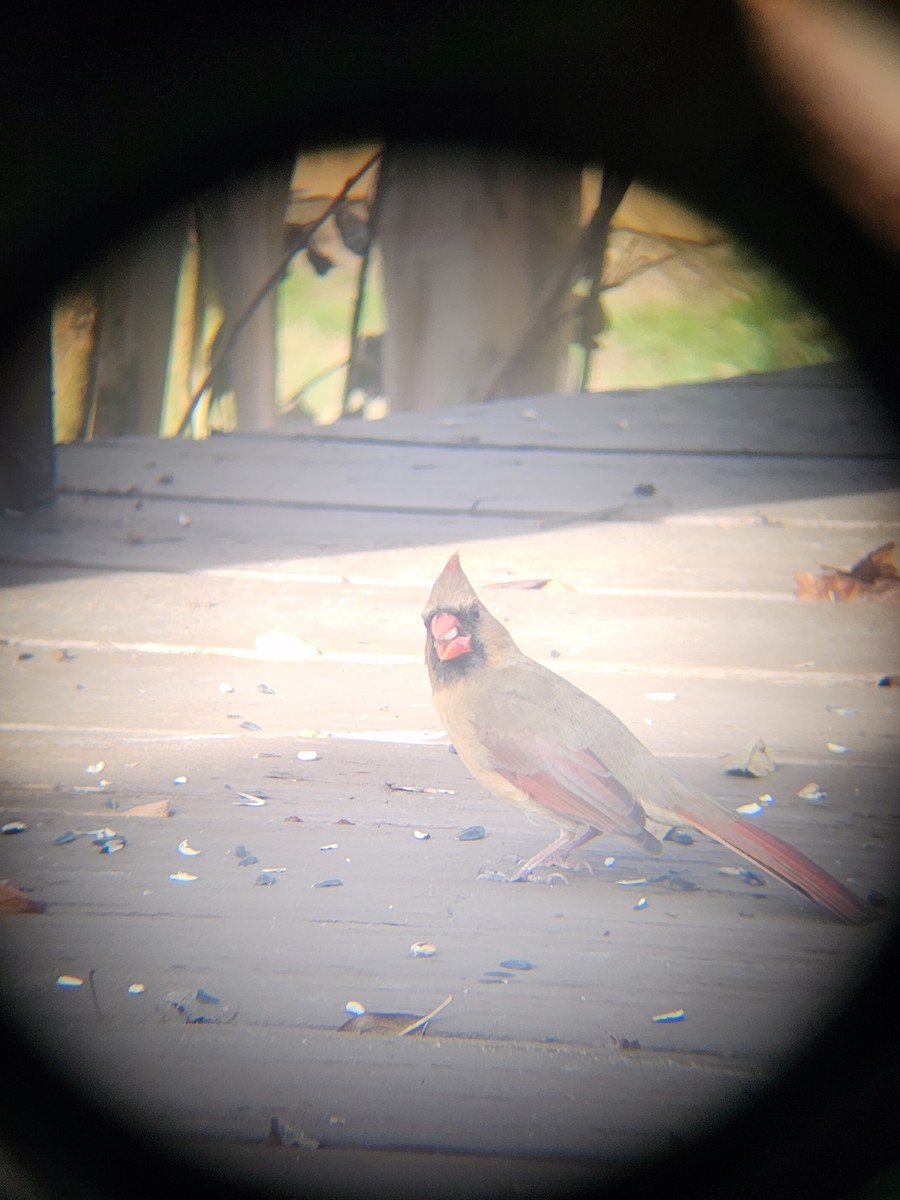 Cardinal rouge - ML647695256