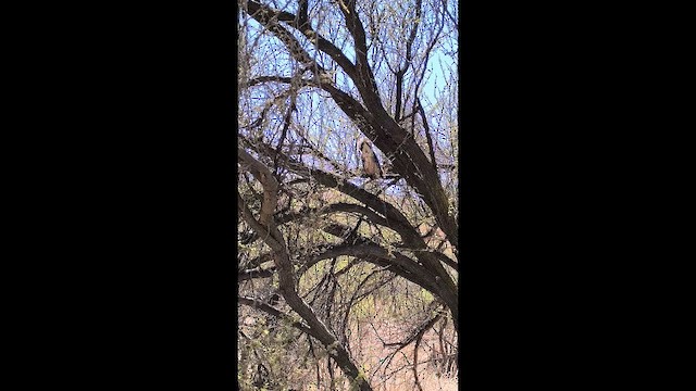 Eared Dove - ML647695271