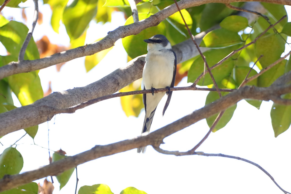 サンショウクイ - ML647695273