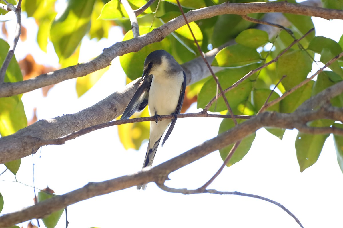 サンショウクイ - ML647695275