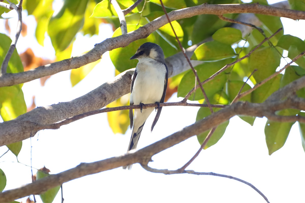 サンショウクイ - ML647695276