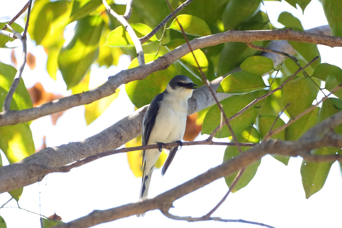 サンショウクイ - ML647695277