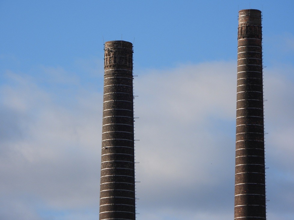 Peregrine Falcon - ML647695278