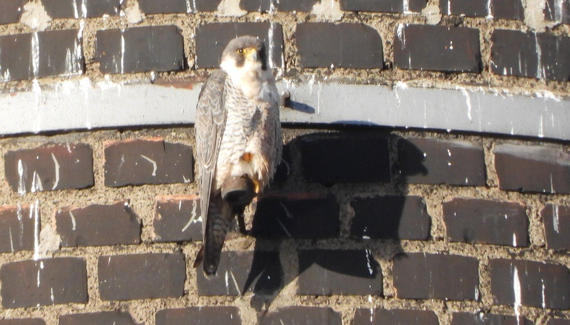 Peregrine Falcon - ML647695305