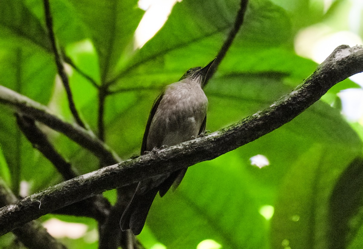 Cocoa Thrush - ML647695351