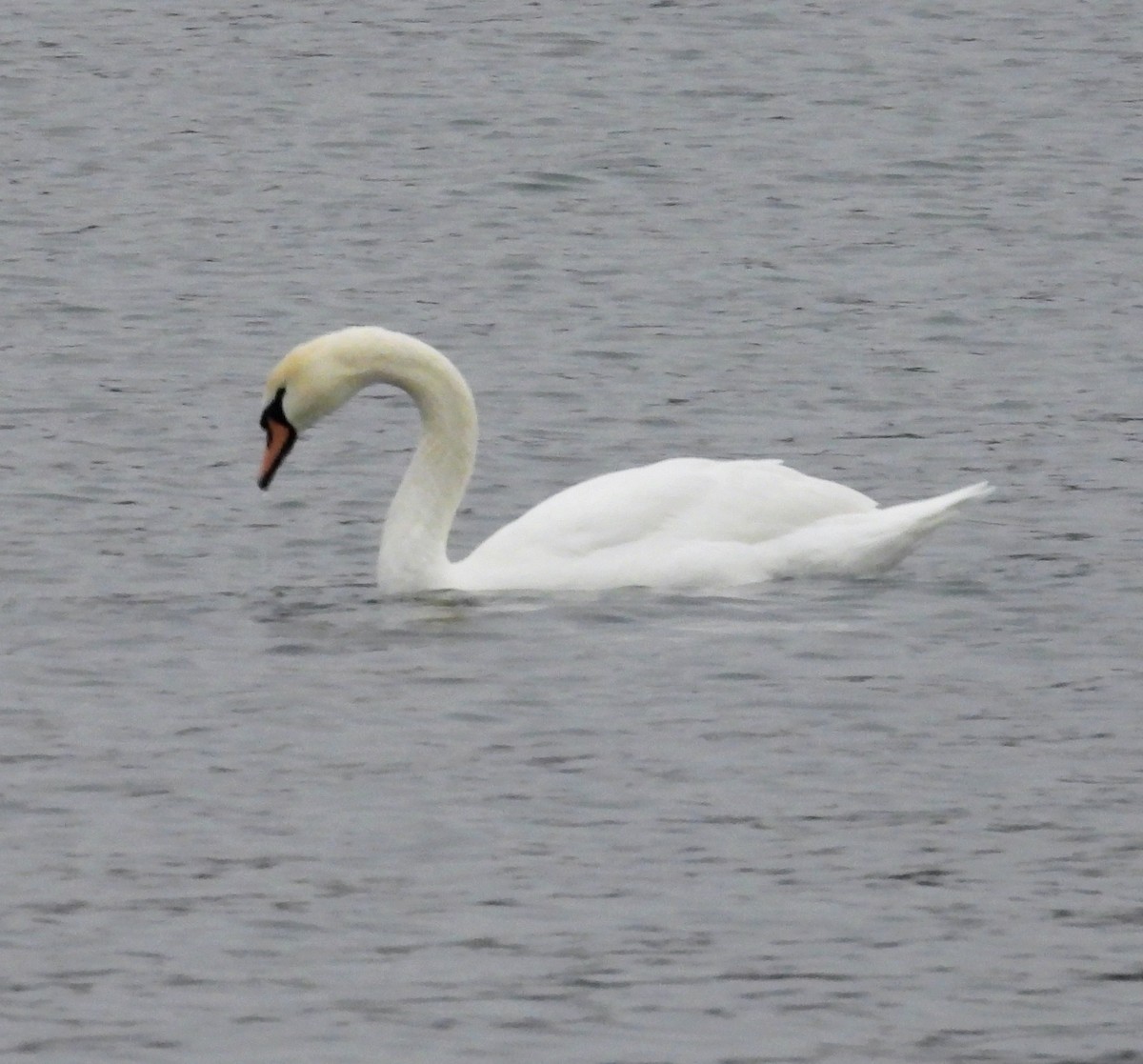 Лебідь-шипун - ML647695401