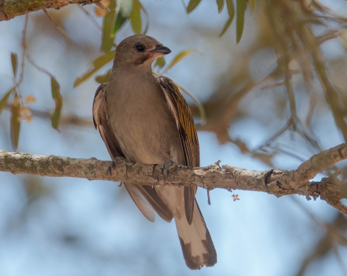 Lesser Honeyguide - ML647695412