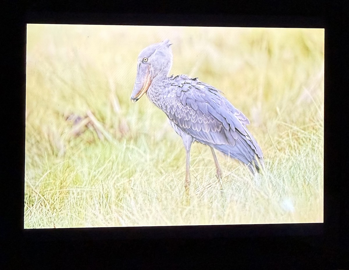 treskonebb - ML647695425